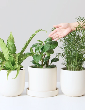 Pet Friendly plant image